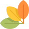 Rapidoc logo